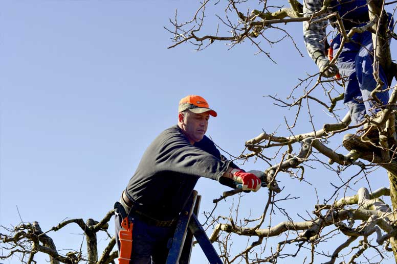 Arborist Salary Guide 2025: Arborist Pruning Tree