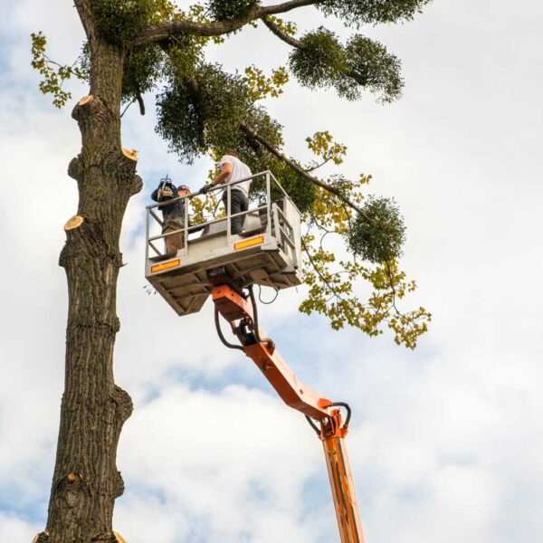 Arborist Salary Guide 2025