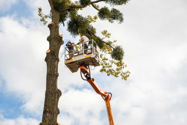 Arborist Salary Guide 2025