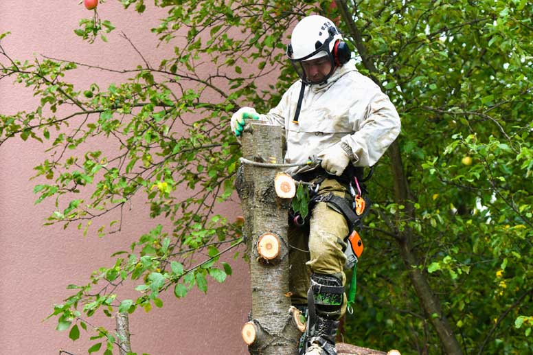 How Much Does Tree Removal Service Cost