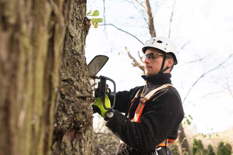 How Much Does Tree Removal Service Cost?