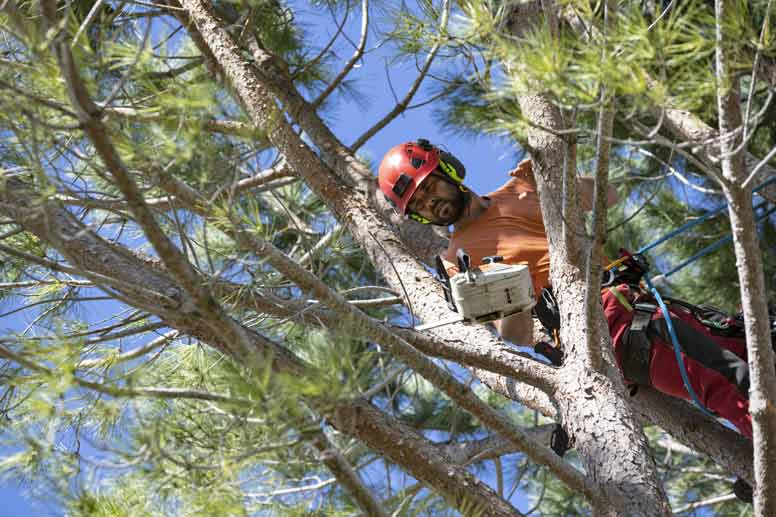 How To Become A Licensed Arborist