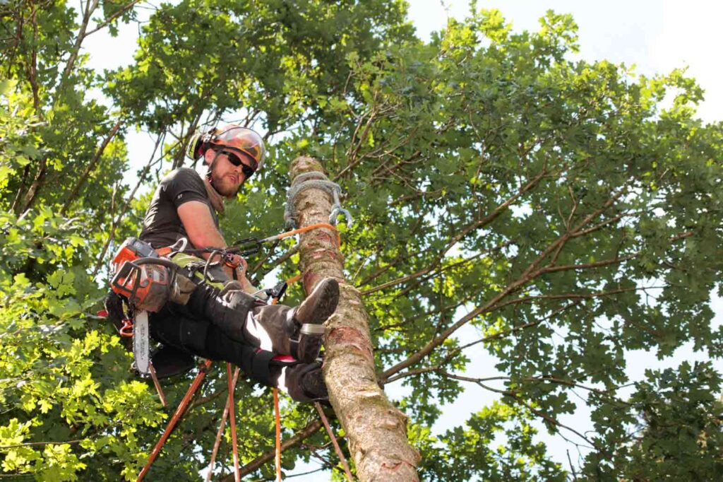 How To Start A Tree Removal Service Business