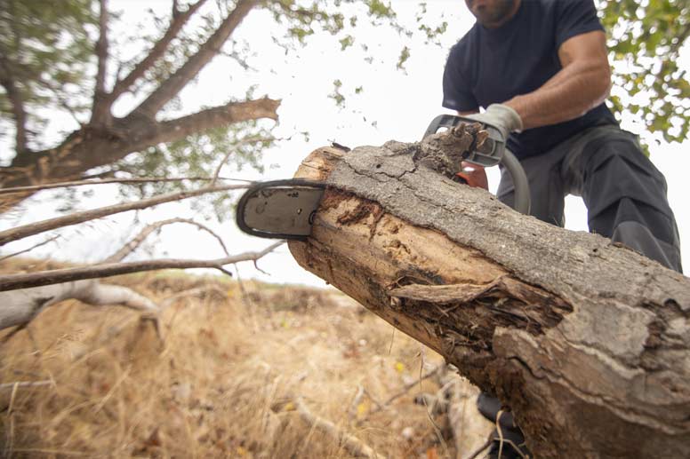 How To Start A Tree Removal Service Business