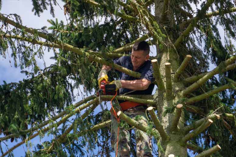 How To Start A Tree Removal Service Business