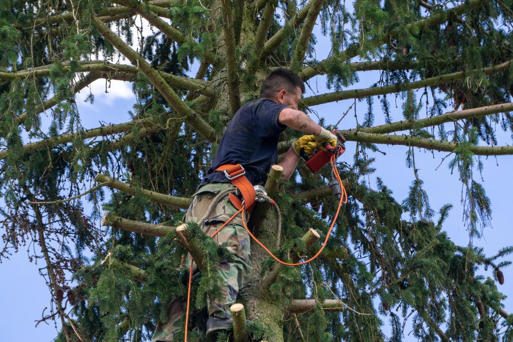 Professional arborist tree cutting