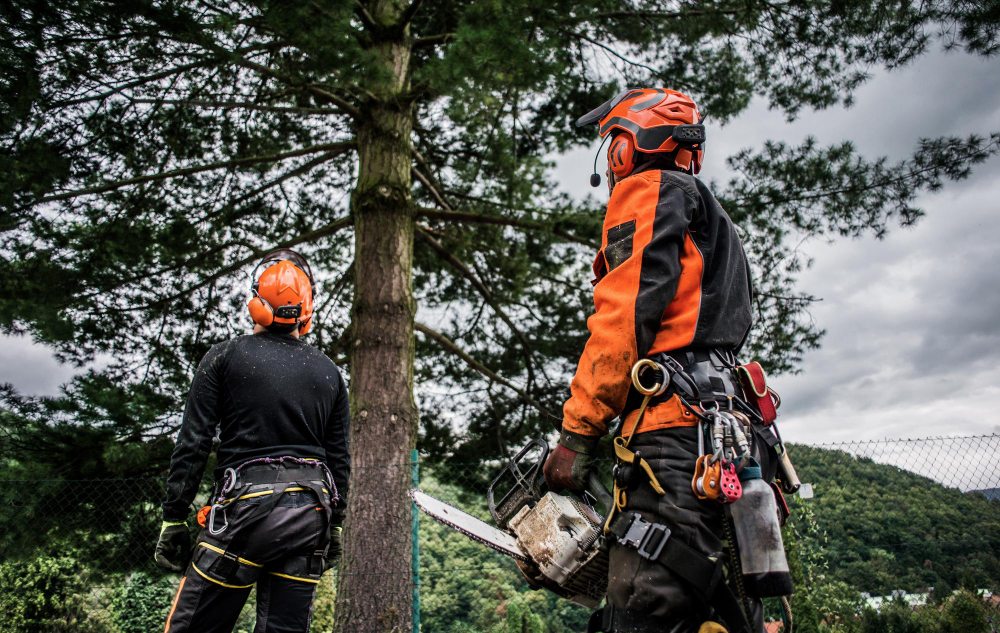 arborist in safety gear near a tree with a chainsaw
