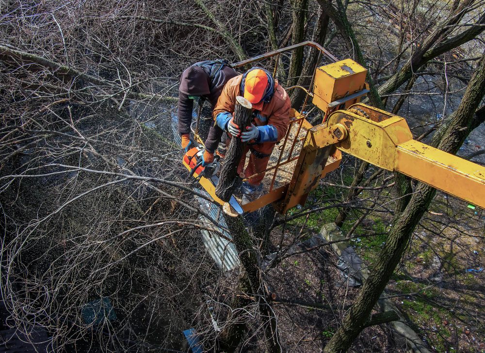 specialists in a tree removal truck