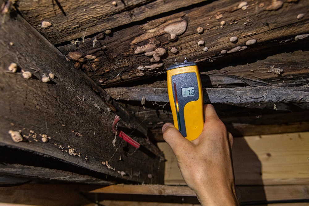 Inspector examining wood surface for termite damage or moisture