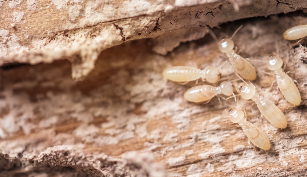 Close-up of termites damaging wood structure