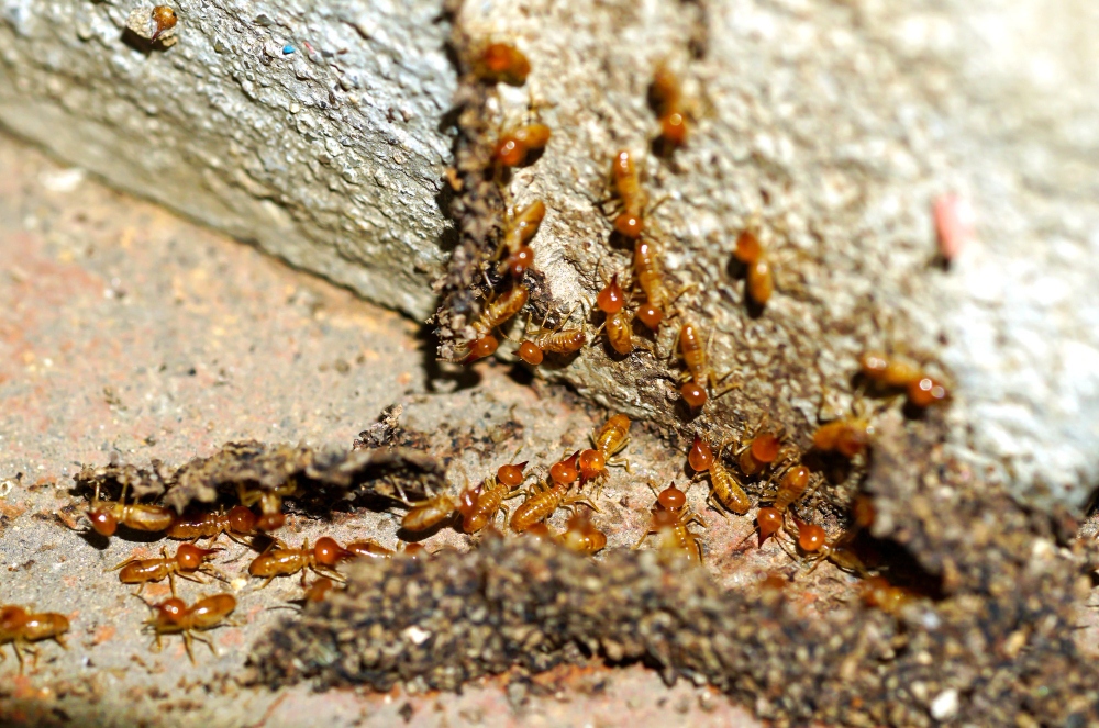 Close-up of termites damaging and repairing wood tunnels