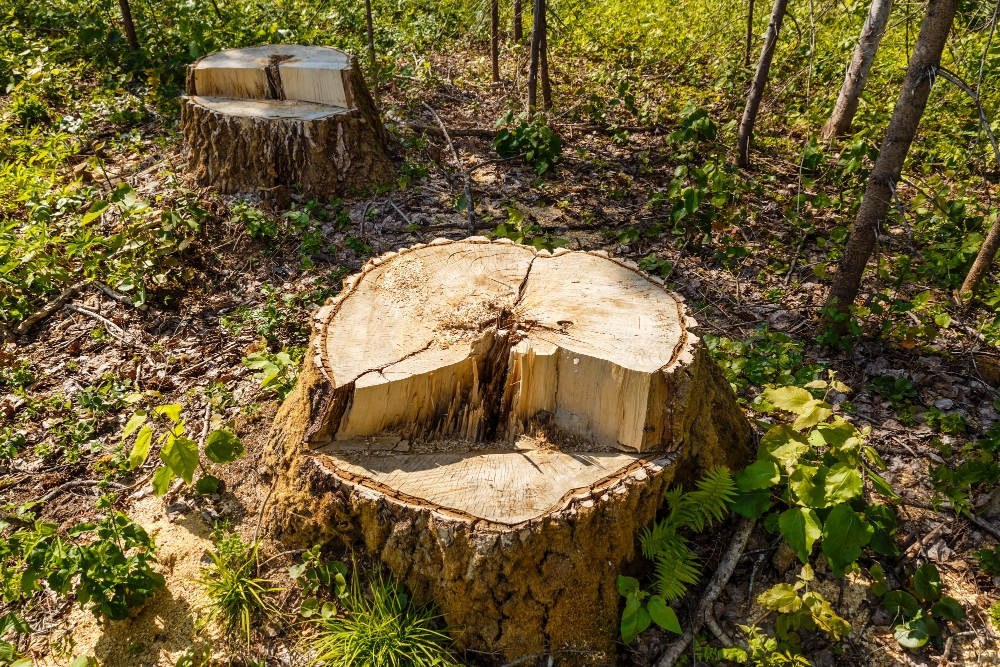 tree stump waiting to be removed