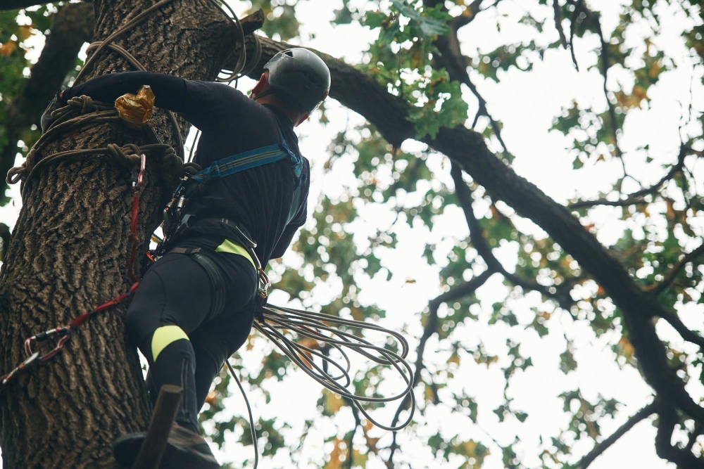 Arborist training is how to become certified tree professional