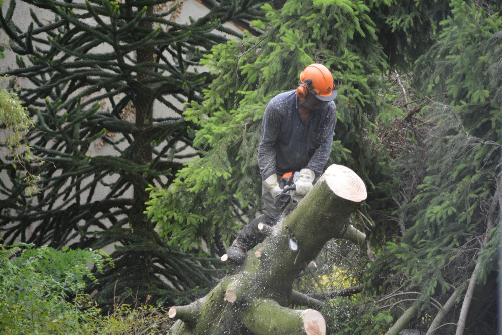 Arborist using chainsaw safety gear and equipment on job site