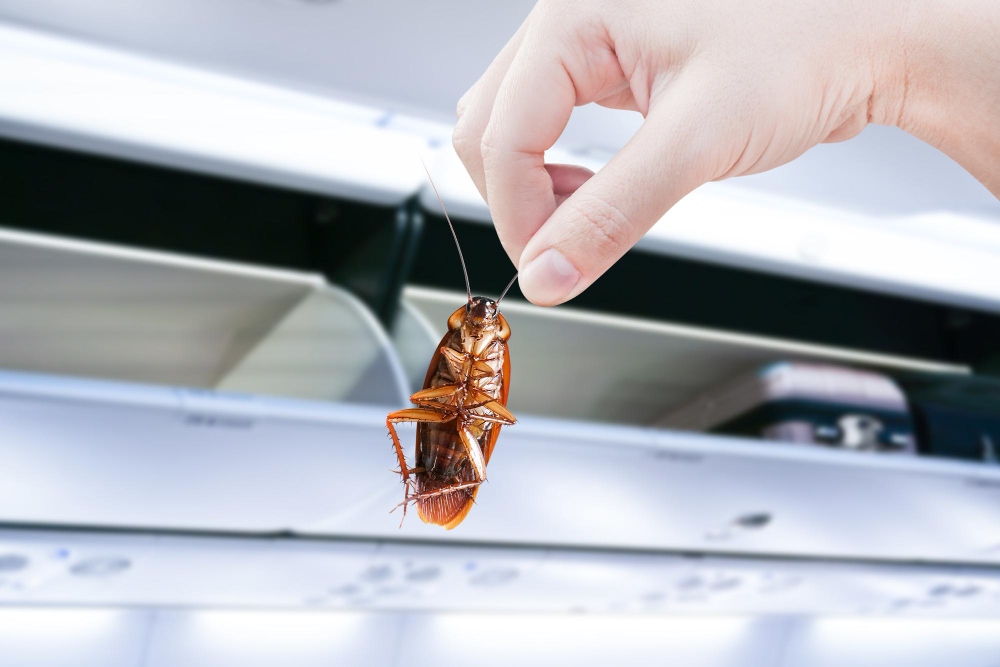 Unas cucarachas en la mano ponen de manifiesto el problema de la infestación de plagas