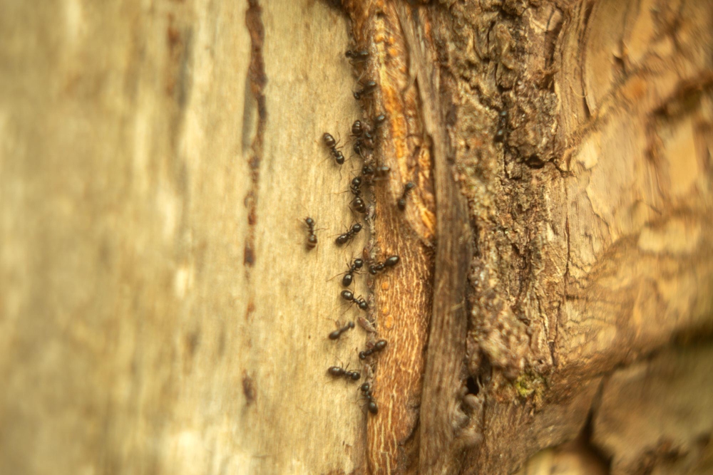 Tronco de árbol infestado de hormigas mostrando los daños de la plaga