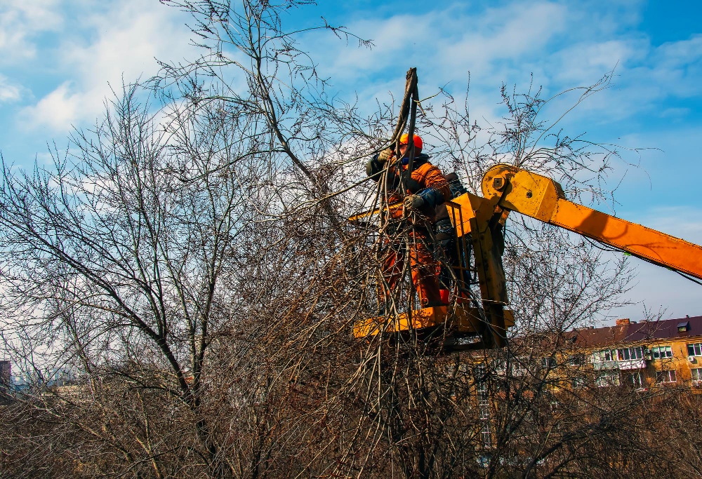 Trabajadores utilizan una cesta de grúa y una motosierra para podar árboles peligrosos