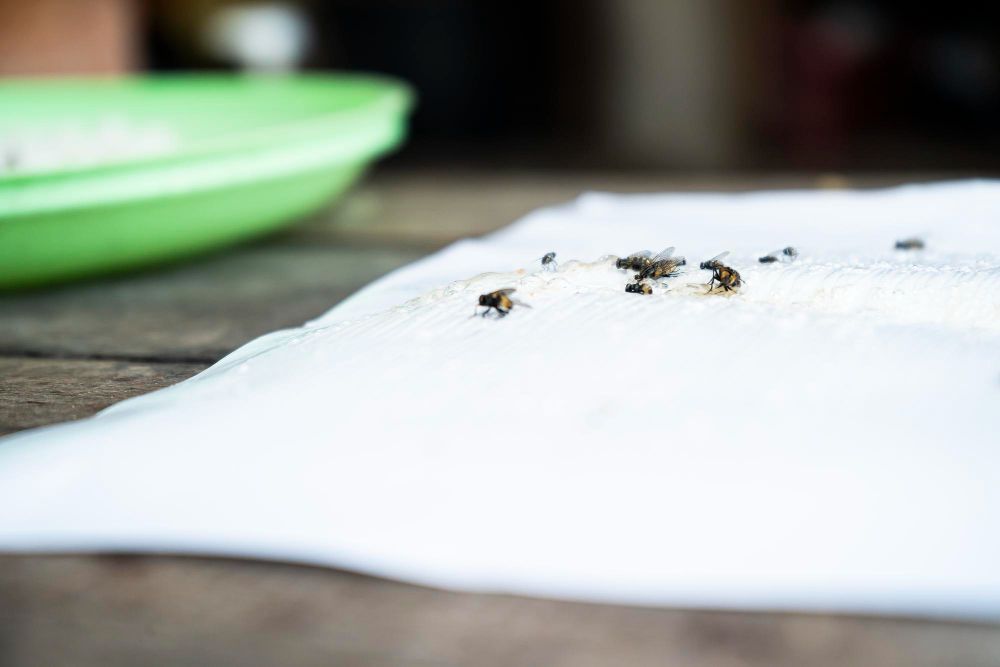 dead insects found in home on paper