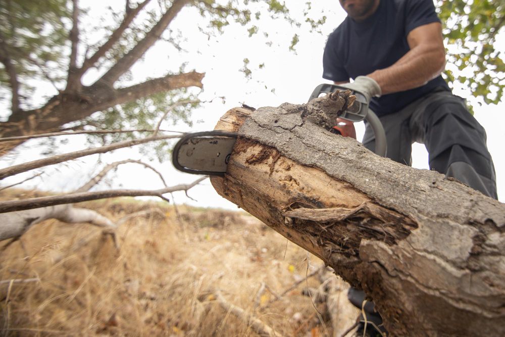 Arborist using a chainsaw during tree removal
