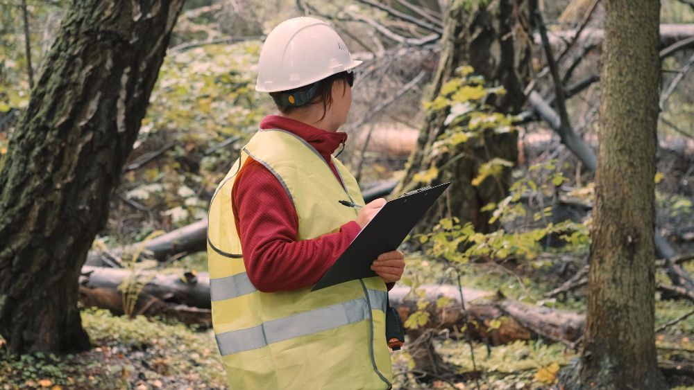 arborist standing in a forest during a tree inspection