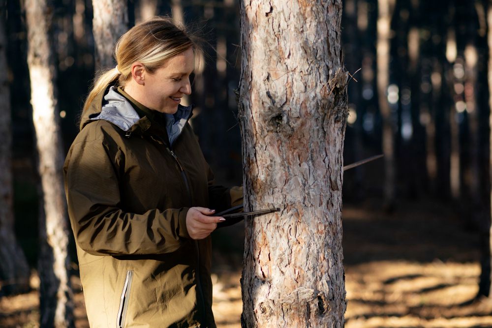 Arborist inspecting a tree in a wooded area