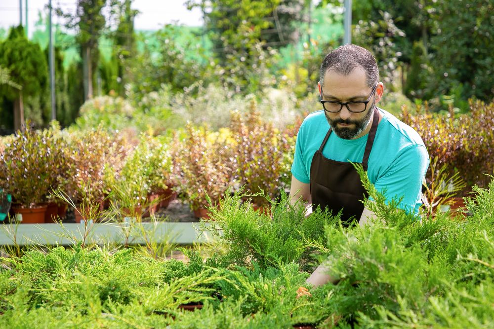 Experienced gardener holding potted plant in commercial greenhouse