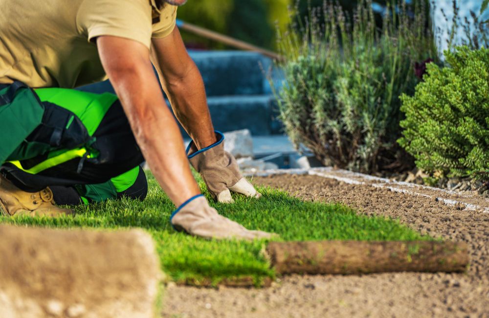 Landscaping crew installing natural grass turf for outdoor project