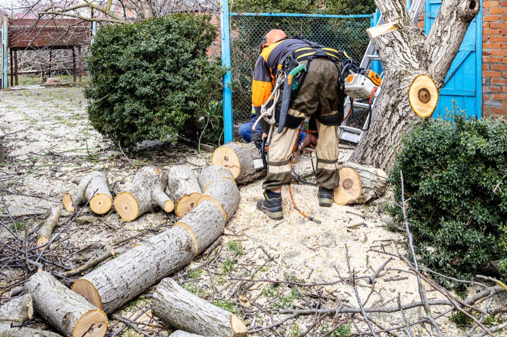 Tree service crew removing a tree in a residential backyard