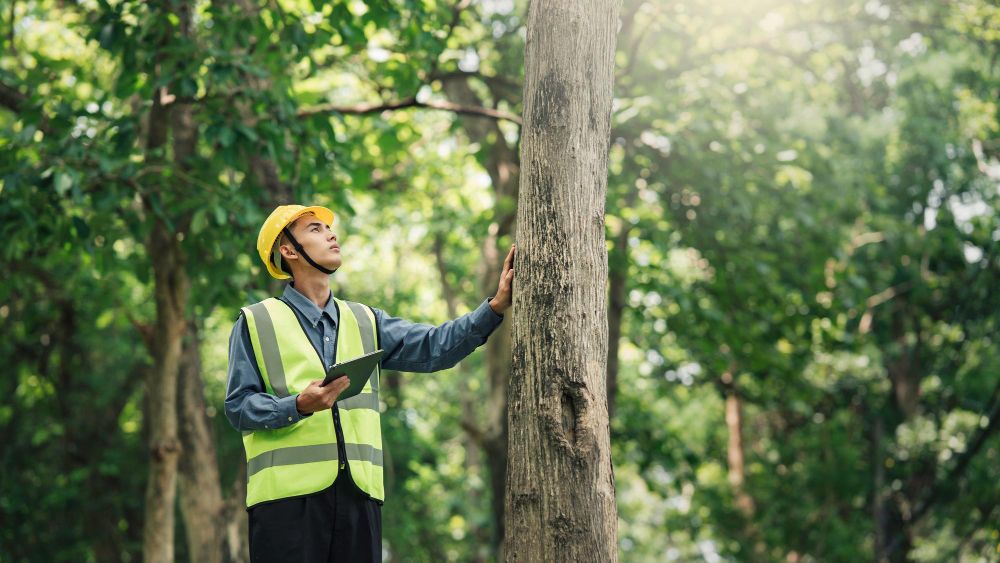 Arborist using a tablet during a tree inspection