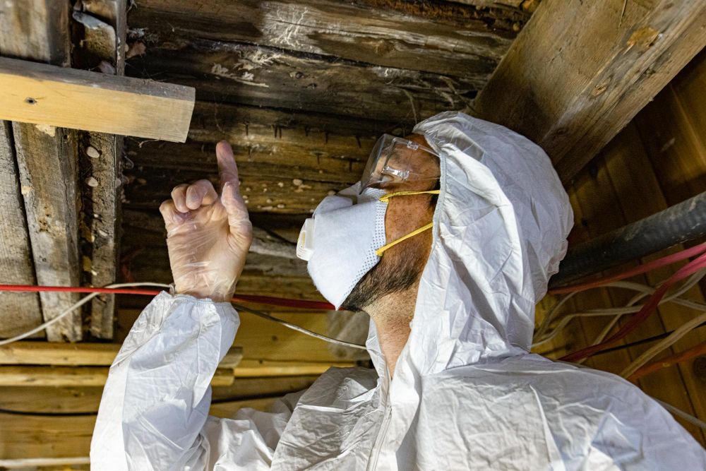 Contractor inspecting termite-damaged timber during a property assessment