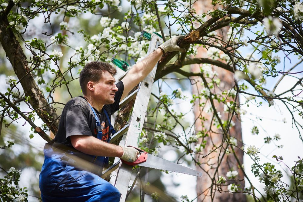 cutting tree branches safely