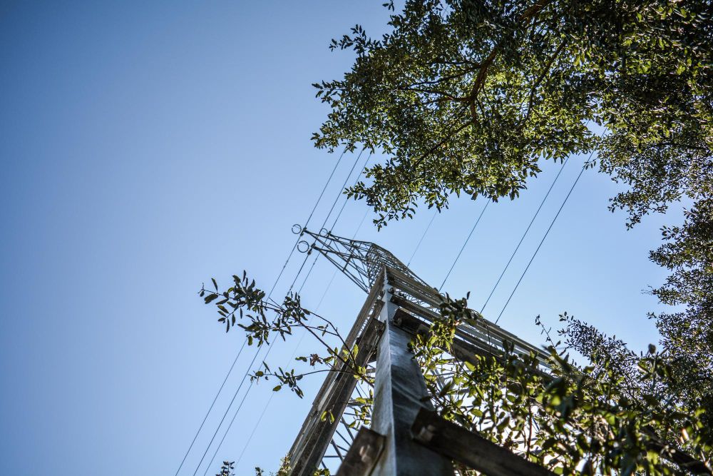clearing branches around power lines safely