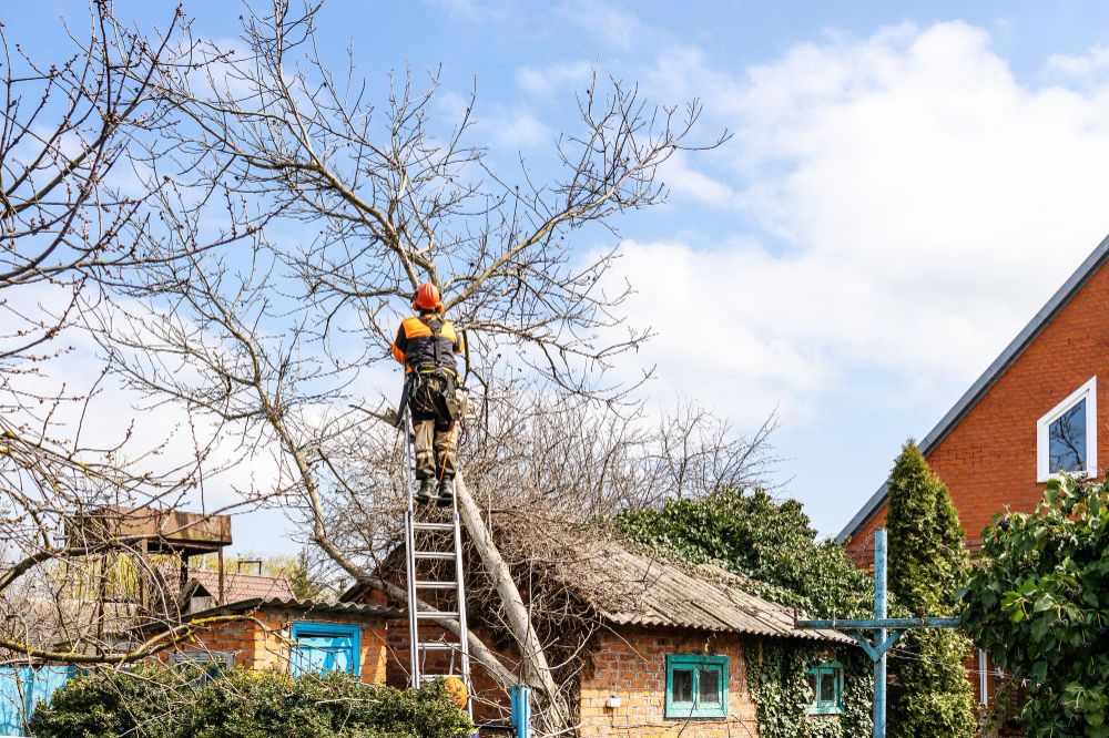 tree trimming is removing branches near roof and structures