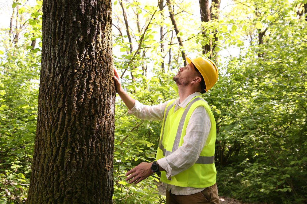 Tree care professional inspecting a tree while wearing a hard hat