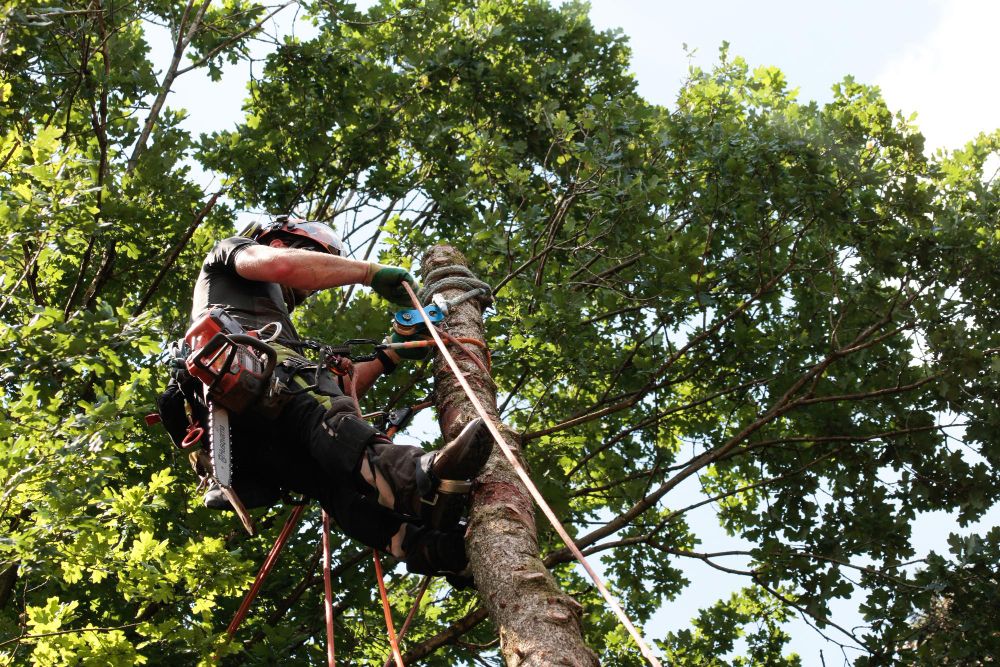 Tree service professional preparing to work on a dead tree near a house